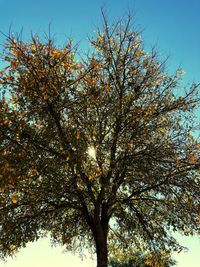 Low angle view of flower tree against clear sky