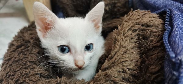 Close-up portrait of a cat