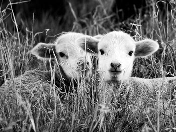 Portrait of sheep in grass