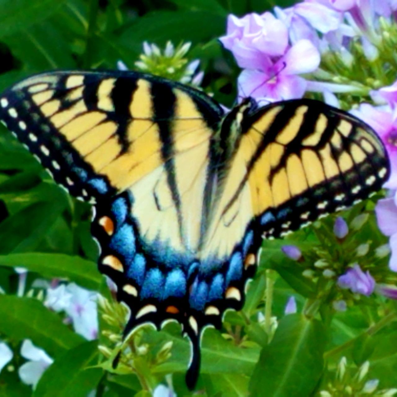 CLOSE-UP OF BUTTERFLY ON PURPLE FLOWERING PLANT