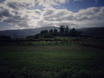 Scenic view of field against sky