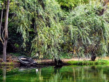 View of a turtle in the forest