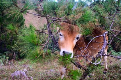 Sheep standing by tree