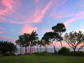 Palm trees against sky during sunset