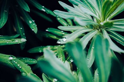 Close-up of water drops on leaf