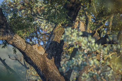 Leopards relaxing on tree at forest