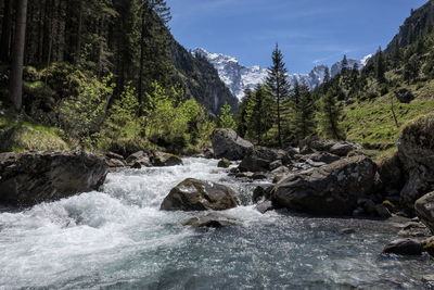 Scenic view of waterfall in forest