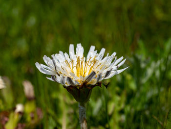 Dandelion flower