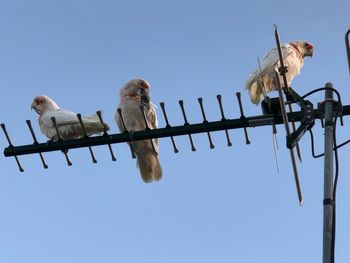 Low angle view of birds perching on cable