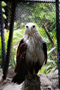 Close-up of eagle perching in cage at zoo