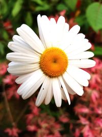 Close-up of white daisy