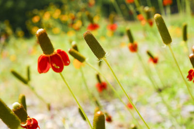Close-up of flowering plants on field