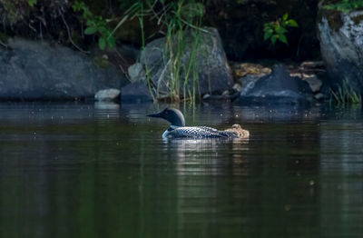 Duck swimming in lake