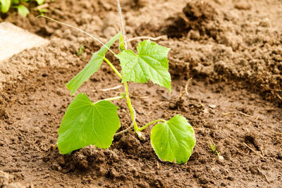 Close-up of small plant growing on field