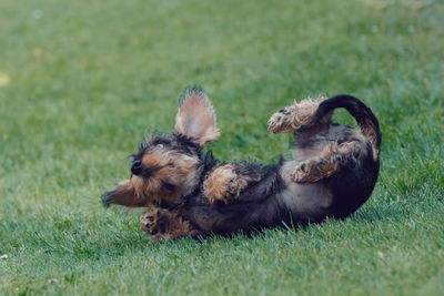 High angle view of a dog on field