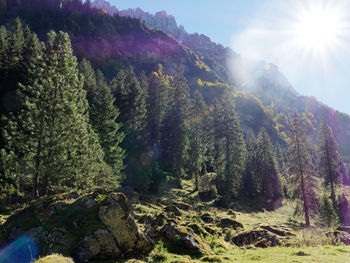Panoramic view of trees in forest