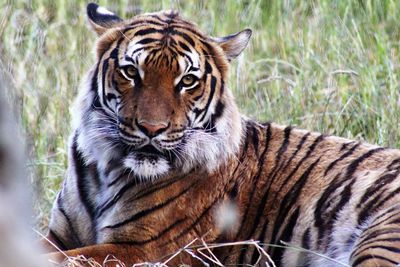 Portrait of tiger relaxing on field