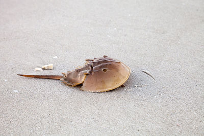 Atlantic horseshoe crab limulus polyphemus walks along the white sand of clam pass beach in naples