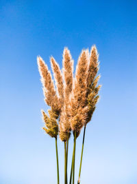 Low angle view of flowering plant against clear blue sky