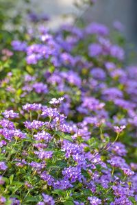 Close-up of purple flowers
