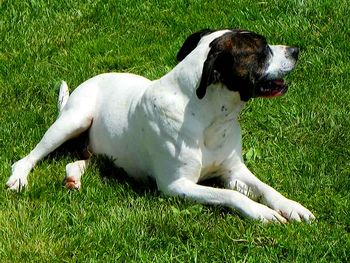 Dog resting on grassy field