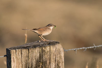 Close-up of bird perching on wooden post