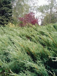 Close-up of grass growing on field