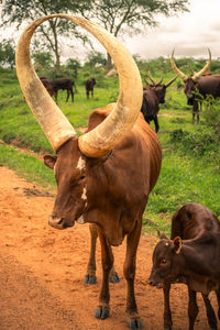 Cow standing on field