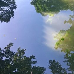 Low angle view of trees against sky