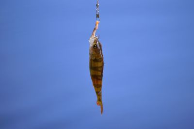 Close-up of fish hanging against sky
