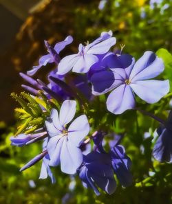 Close-up of purple flowers blooming outdoors