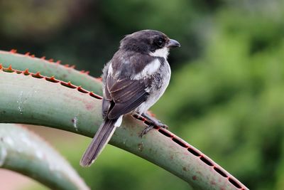 Close-up of bird perching on branch