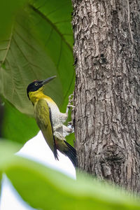 Low angle view of bird perching on tree