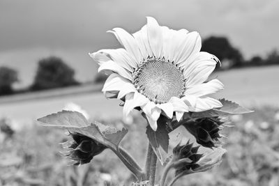 Close-up of flower blooming outdoors