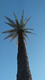 Low angle view of palm tree against clear blue sky