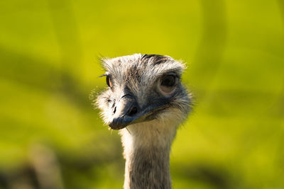 Close-up of  emu 
