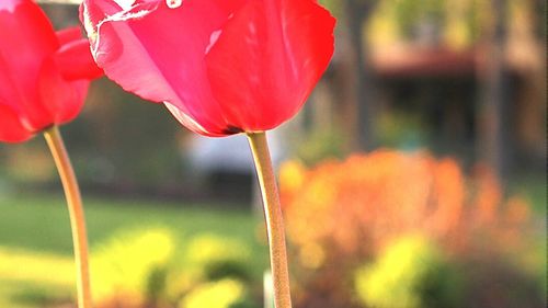 Close-up of red flower