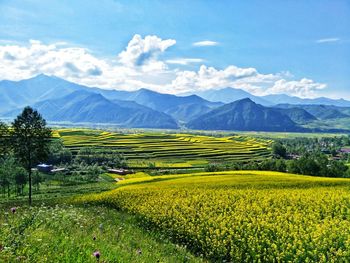 Scenic view of field against sky