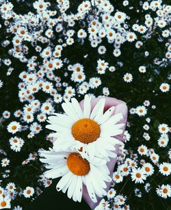 Close-up of white daisy flower