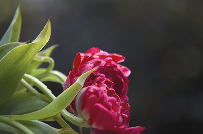Close-up of red flower
