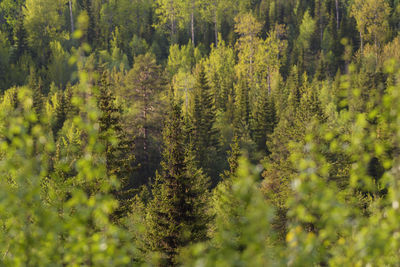 Pine trees in forest