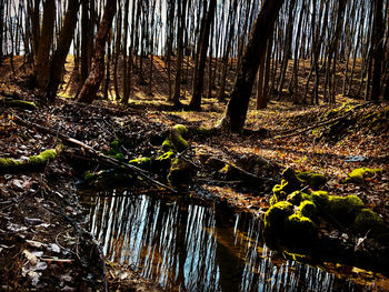 Plants growing by river in forest