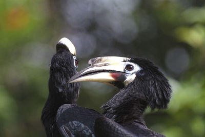 Close-up of duck