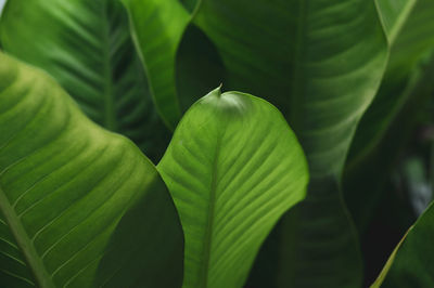 Closeup nature view of green leaf and palms background. flat lay, tropical leaf used as a background