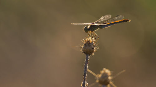 Close-up of insect on flower