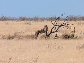 Cheetah walking on field against clear sky