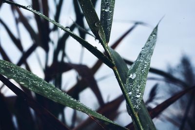 Close-up of wet plant during winter