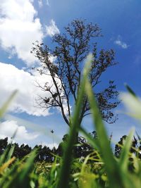 Low angle view of plant against sky