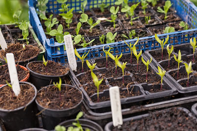 Close-up of plants growing in farm