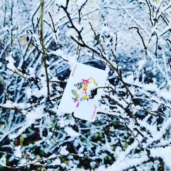 Low angle view of snow on plant